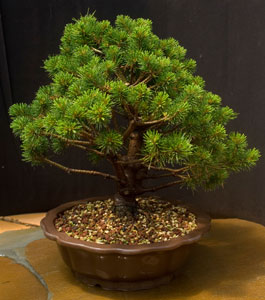 semi-hardy bonsai image