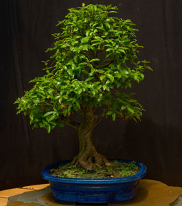 tropical bonsai image