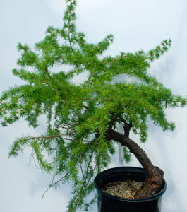 yamadori image