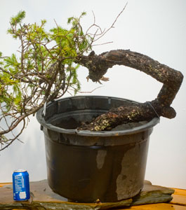 yamadori image