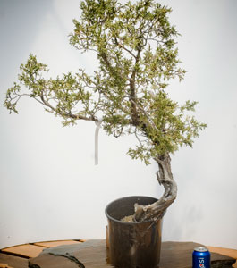 yamadori image