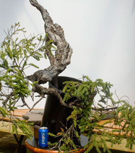 yamadori image