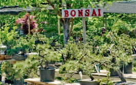 bonsai image