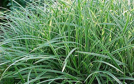 ornamental grasses image